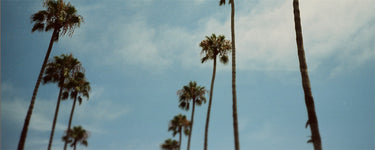 Row of palm trees across the california sky